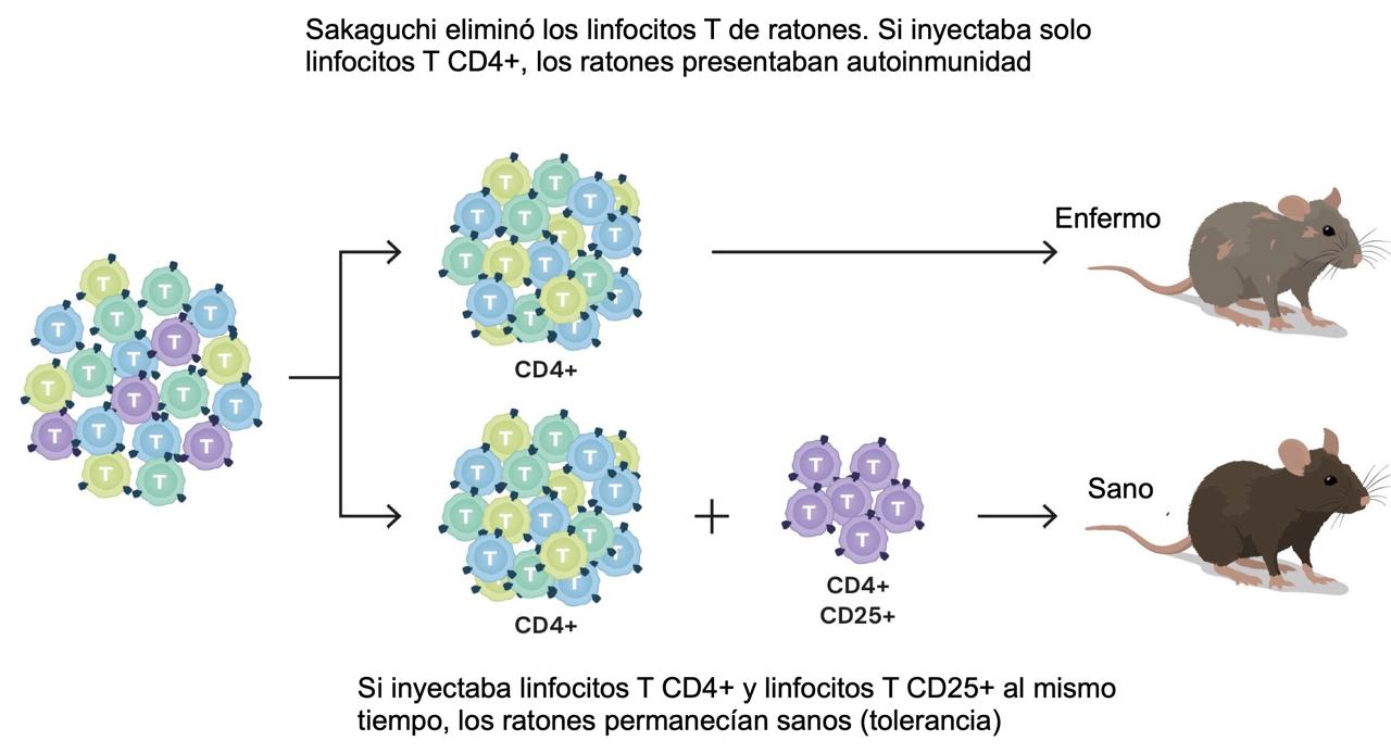 Figura 3. Una subpoblación de linfocitos T (Tregs) son responsables de la tolerancia inmunológica periférica. Fuente: traducción al español de una figura original de la Fundación Nobel (© The Nobel Committee for Physiology or Medicine. Ill. Mattias Karlén, https://www.nobelprize.org/prizes/medicine/2025/press-release/)